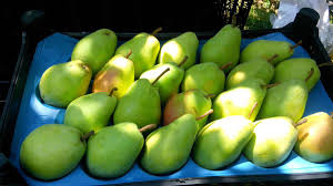 Pear - MELITA CAN  Food